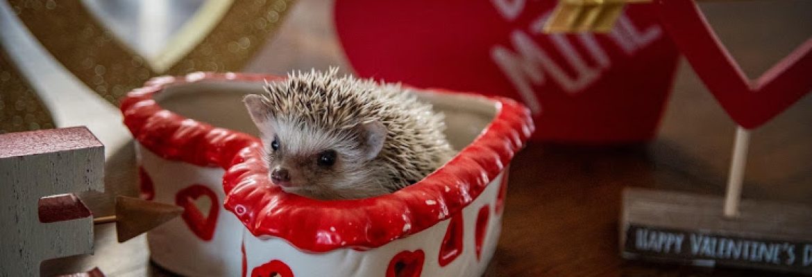 Halpine Hedgehogs
