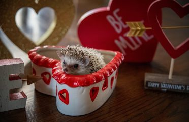 Halpine Hedgehogs