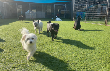 The Good Dog Spot