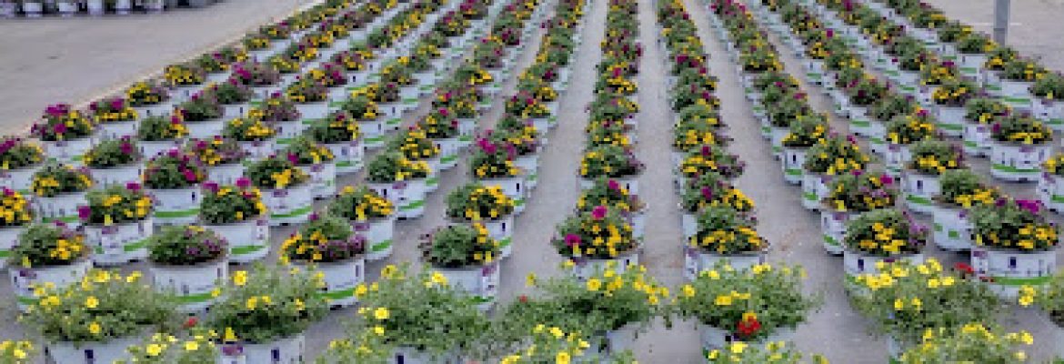 Grower Direct Farms, Inc