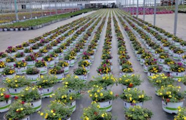 Grower Direct Farms, Inc
