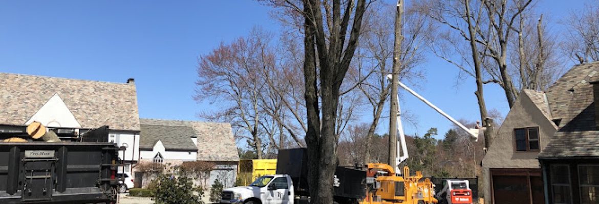 Total Tree Services & Landscaping Llc