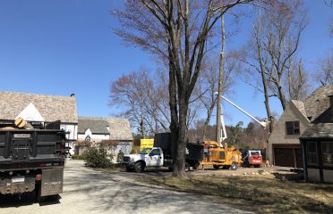 Total Tree Services & Landscaping Llc