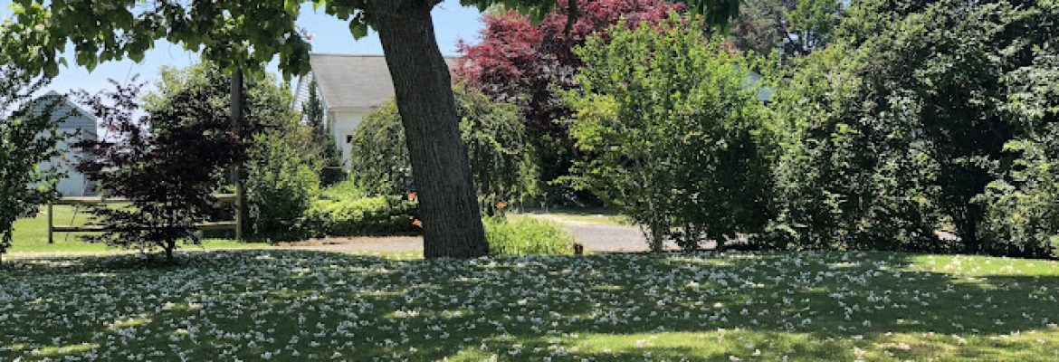 ShoreLawn
