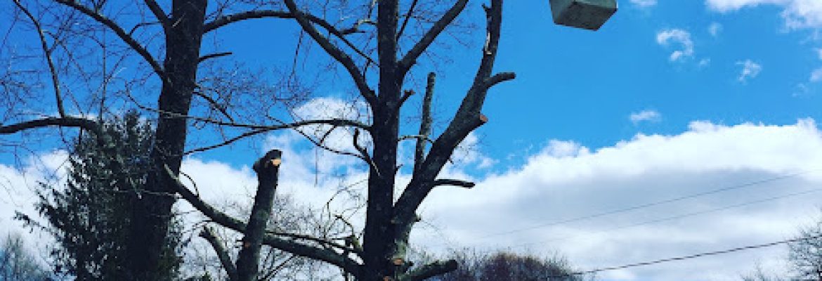 Cutters Tree Services