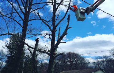 Cutters Tree Services