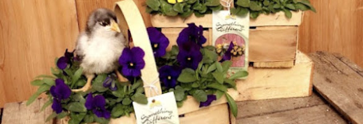 North Guilford Nurseries