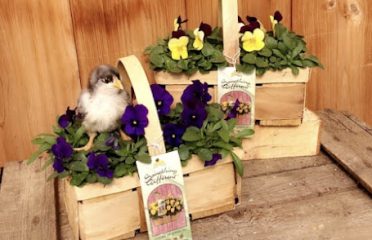 North Guilford Nurseries