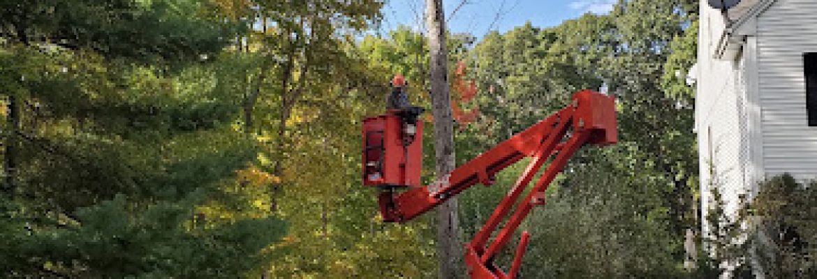 Shoreline Trees LLC