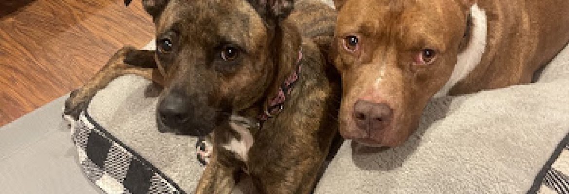 SPCA of Connecticut