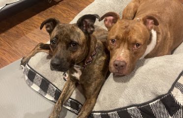 SPCA of Connecticut