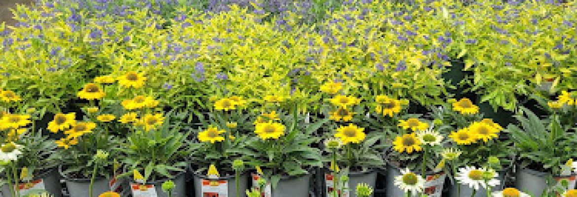 Garden Center at The Home Depot