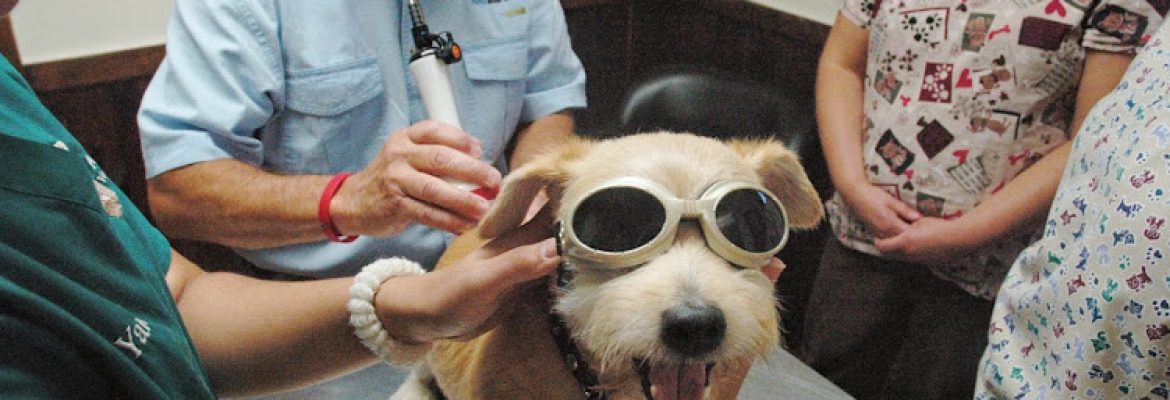 Advanced Veterinary Care