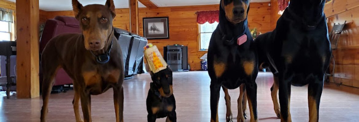 Amity Dobermans