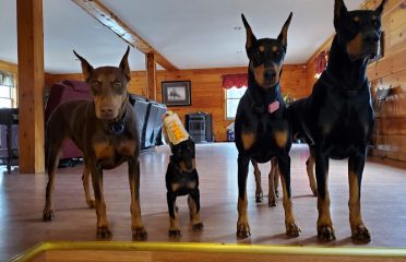 Amity Dobermans