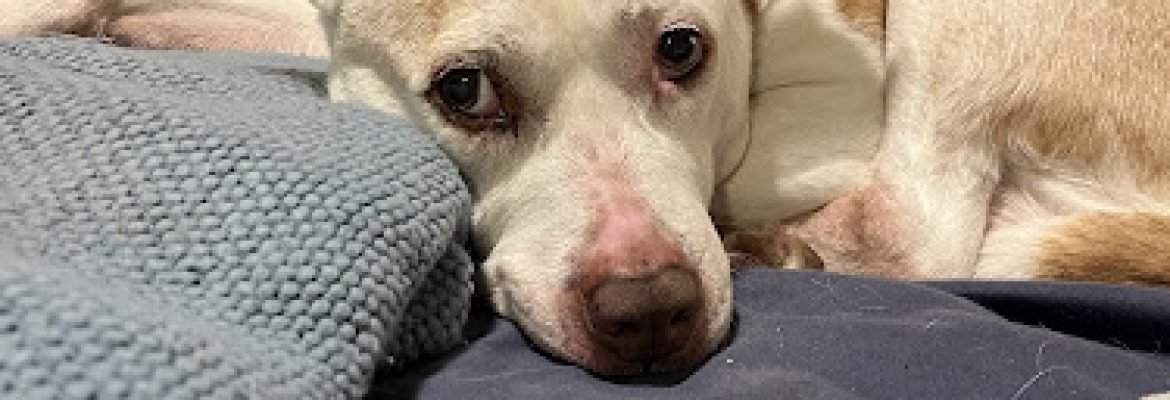 Veterinary Emergency Center