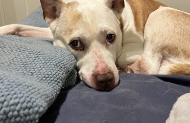 Veterinary Emergency Center