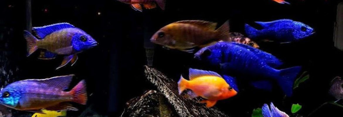 RAFES Cichlids by Rafe Callans LLC