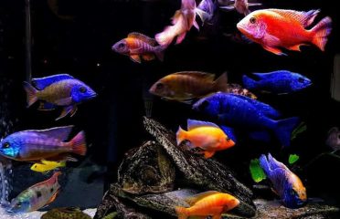 RAFES Cichlids by Rafe Callans LLC
