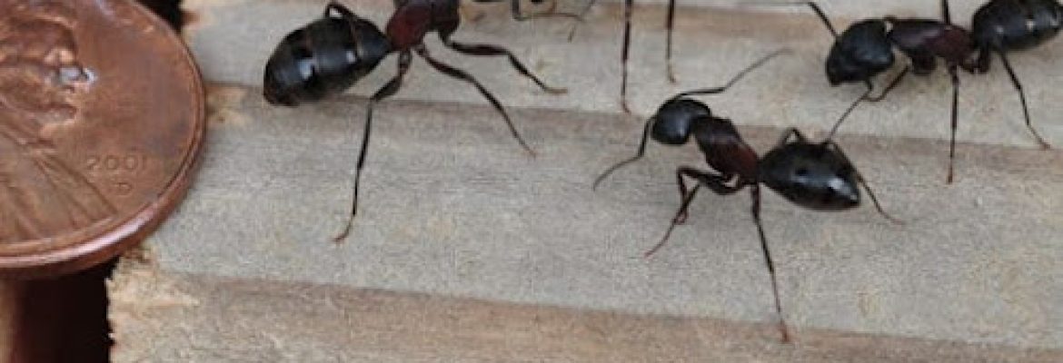 Bethwood Pest Elimination