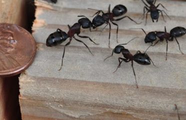 Bethwood Pest Elimination