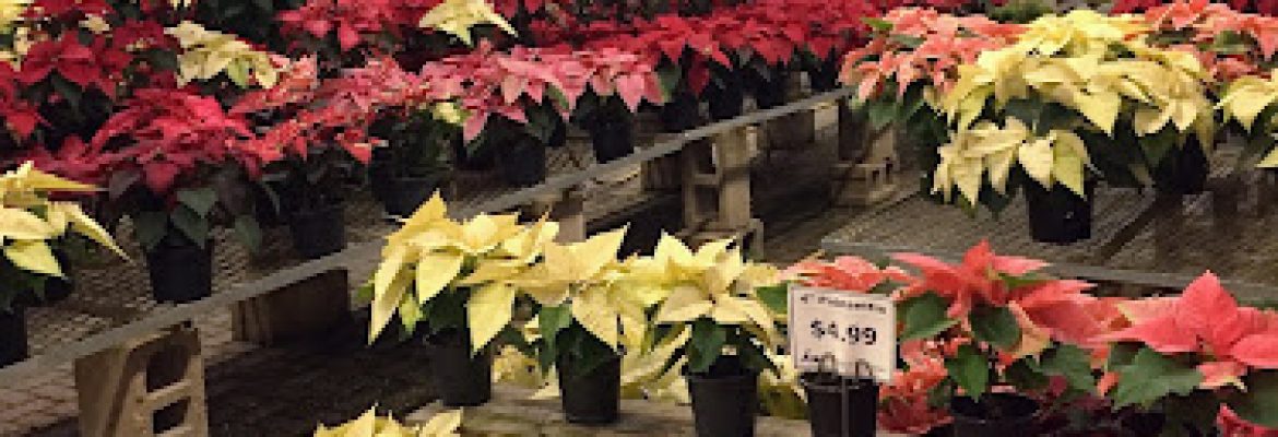 Litchfield Hills Nursery Inc