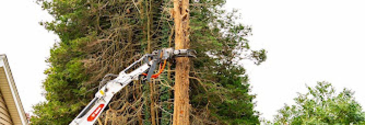 J. Witkowsky & Sons Tree Service LLC