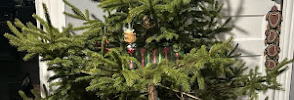 The Last Frontier Tree Farm