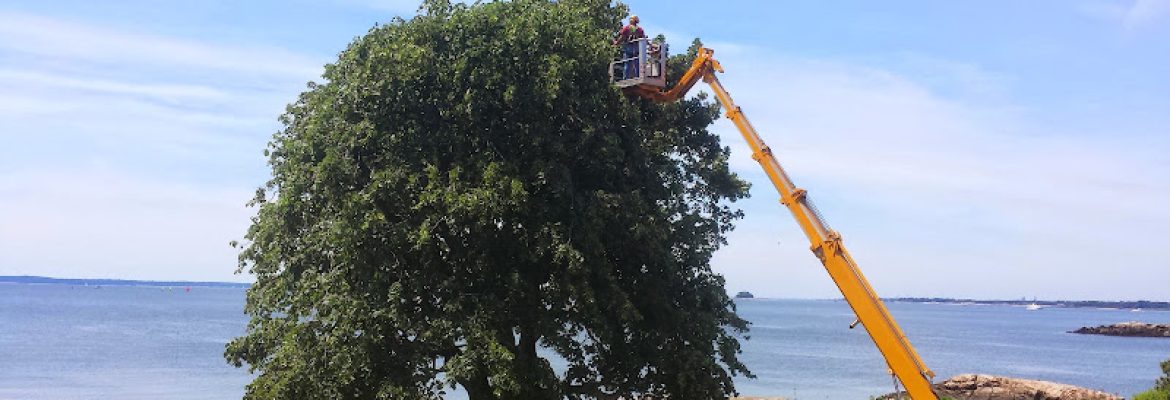 Sunrise Tree Care