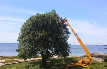 Sunrise Tree Care
