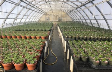 The Garden