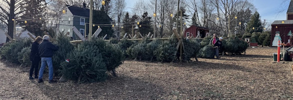 Kogut Hemlock Tree Farm