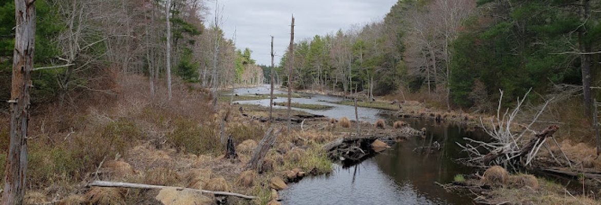 Killingly Pond State Park