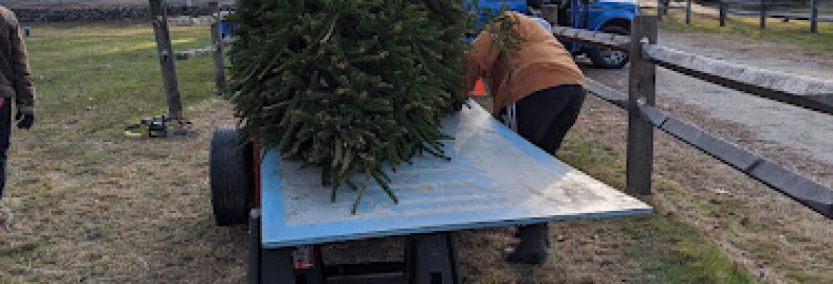 Ganim Tree Farm