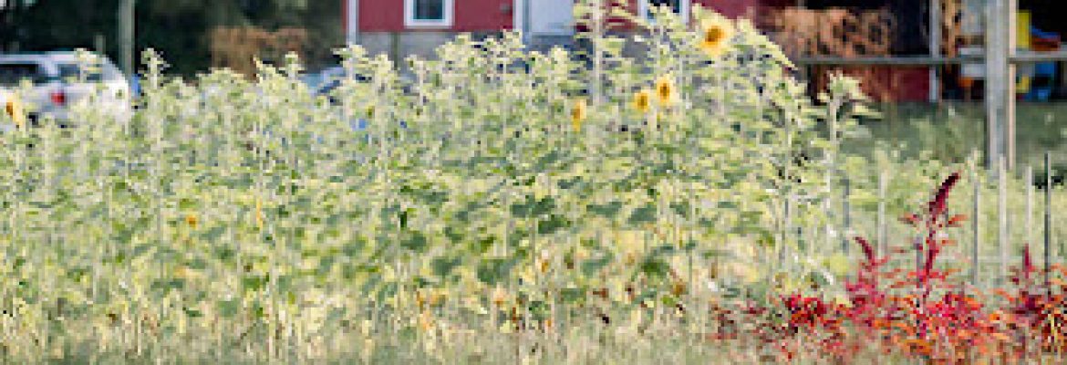 Massaro Community Farm Inc