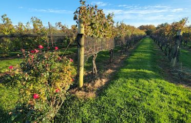 Jonathan Edwards Winery