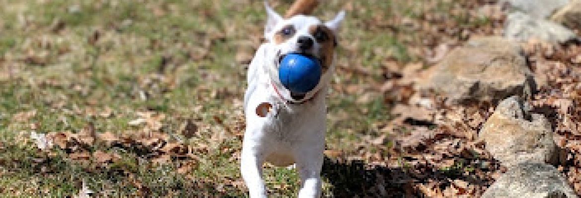 Scott’s Kennels
