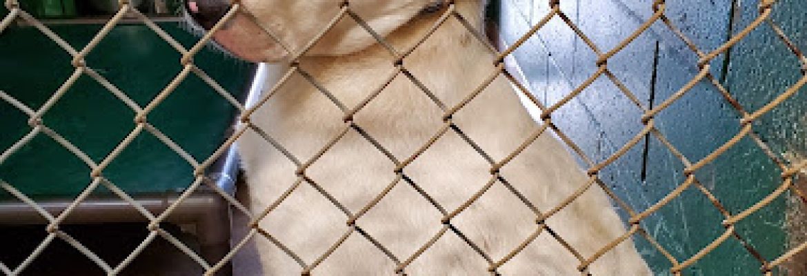 Dan Cosgrove Animal Shelter
