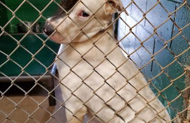 Dan Cosgrove Animal Shelter