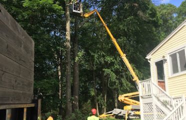 Summit tree service Middlebury