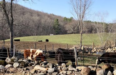 Willow Valley Farm