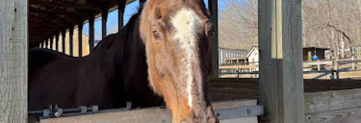 Sabills Morgan Horse Farm