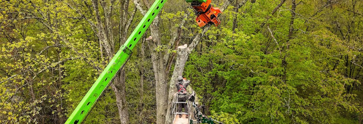 Morin Tree Service, LLC