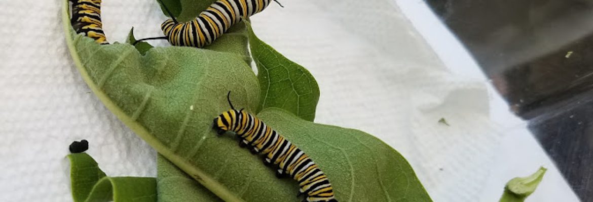 Natureworks