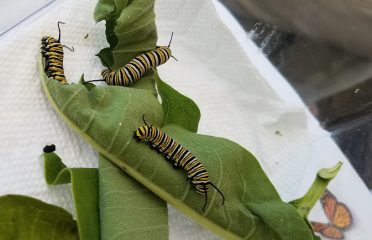 Natureworks