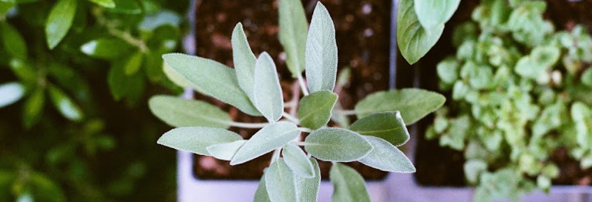 Ascension Naturopathic Healing Center