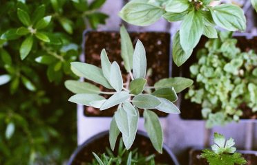 Ascension Naturopathic Healing Center