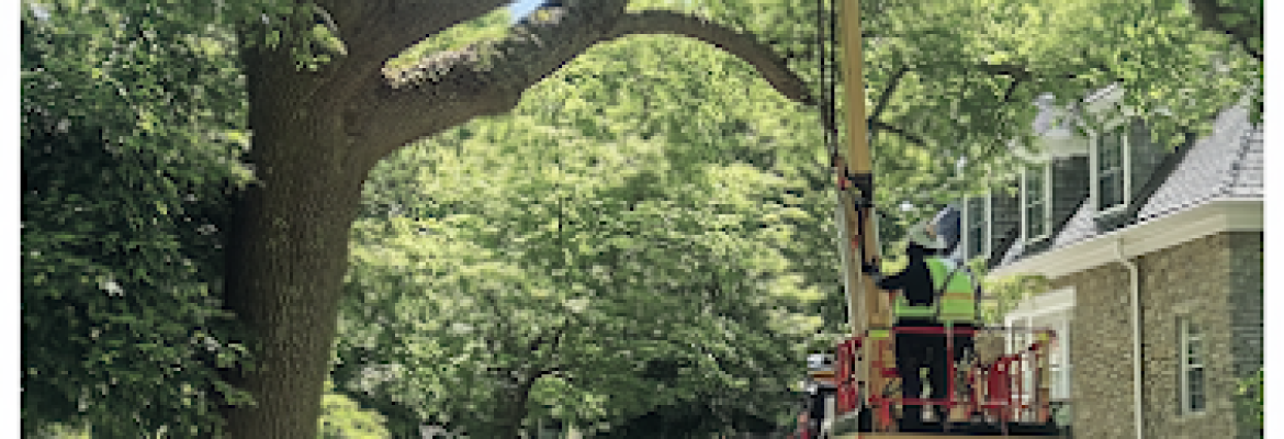 Fairfield Tree Service