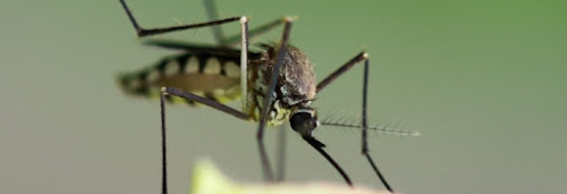 ProfExt Pest Control