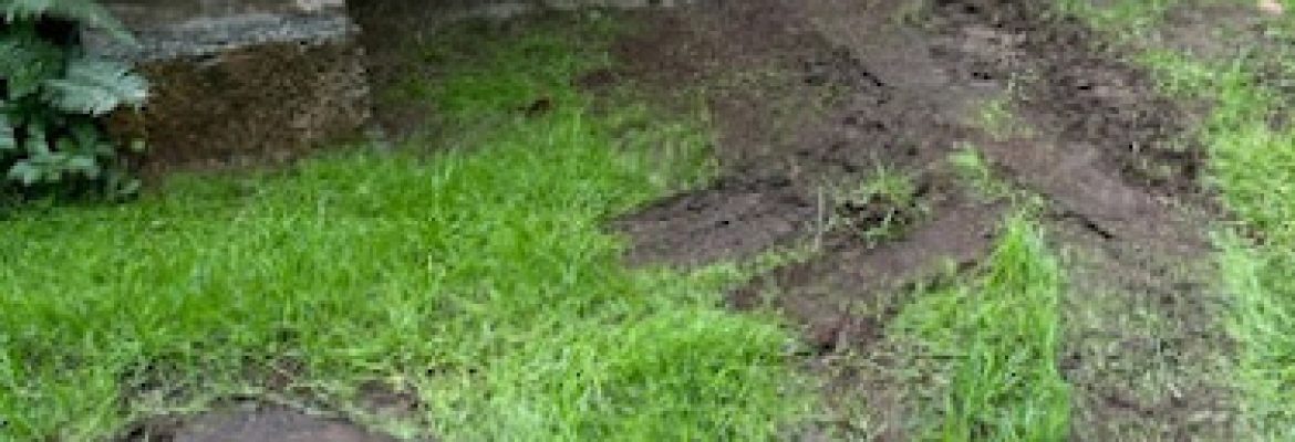 Allied Tree & Lawn Care LLC